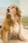 Needs a home for golden years