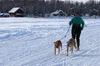 Emily Cheney emerged victorious in the Skijoring Race held on Sunday at Willow Lake. Skijoring is a winter sport in which a skier is pulled by a horse, motor vehicle, or more commonly here in
