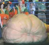 Pumpkin Fairies watch as Dale Marshall's record-setting 1,469-pound pumpkin is hoisted onto the scales. (MATT HICKMAN/Frontiersman)