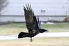A raven takes flight near Palmer-Fishhook Road on Saturday, Nov. 28. The annual Audobon Society Christmas Bird Count will be held between Dec. 14 and Jan. 5. MATT TUNSETH/Frontiersman.com