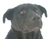 It's 'ruff' not having a home