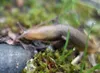 A banana slug in Shoup Bay, near Valdez, Alaska.