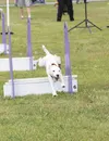 Darby is one of those dogs who was born for flyball, his human says. After the race, Darby left the field still carrying a blue flyball. HEATHER A. RESZ/Frontiersman