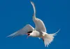 An arctic tern. Courtesy photo