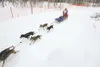 Rookie Iditarod musher Michael Suprenant, of Chugiak, rounds a
bend in the trail as he moves his dog team from Long Lake to
Crystal Lake Sunday during the Iditarod Trail Sled Dog Race
restart