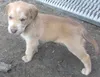 Just like Old Blue Eyes, Frank Sinatra, this puppy will dazzle you with his baby blues. This little fellow is about 6 weeks old and is a Lab/golden retriever mix. He will be available for ado