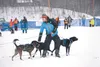 Rohn Buser prepares his team for the start of the Knik 200 Joe Redington Sr. Memorial Sled Dog Race earlier this month. Buser won that race. He also won the Kuskokwim 300 in Bethel on Sunday.