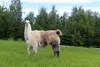Danny Girl is the last llama on the farm, the "end of an era." Jacob Mann/Frontiersman