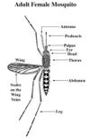 MOSQUITO