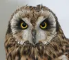 Alaska WildBird Rehabilitation Center