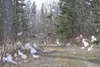 Plastic bag forest