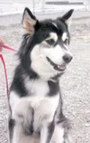 Husky hopes for home