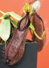 Teeth line the rim on this Sarrecenia plant. (ROBERT
DeBERRY/Frontiersman) Robert DeBerry