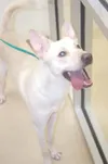 A happy pup