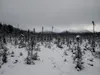 With APU’s relatively consistent spruce-birch forest, the trails are laced with roots, which make for slow, lumpy summertime riding. Just a few inches of snow smooth out these rooty trails an