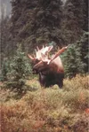 Most bull males don’t live beyond the age of 13 in Denali
National Park and Preserve, according to Vic Van Ballenberghe.
(Alaska Division of Tourism photo)