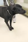 Adopt me!