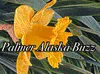 Palmer Buzz