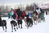 A fan reaches out to slap hands with Kevin Harper wearing Bib 8 during the start of the 2014 Jr. Iditarod Sled Dog Race Feb. 22. HEATHER A. RESZ/Frontiersman.com