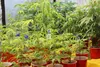 Adolescent cannabis plants in a Mat-Su cultivation facility. File photo