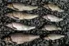 Whitefish can be taken year-round by rod-and-reel and may also be taken by spear or bow and arrow from October 1 through March 31 in the UCUSMA with a valid sportfishing license Courtesy phot