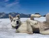 'The idea is to re-kindle the race, but we want this race to be about community, mentorship, and fun,' says Tre-C Dumais, chair of the Su Dog 300 Dog Sled Race, an Iditarod qualifying race ma