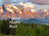Palmer Buzz