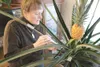ROBERT DeBERRY/Frontiersman Mary Kay Shively uses duct tape and
a stick to fix a bent leaf on her Alaska-grown 14-inch ripening
pineapple at her Wasilla home.