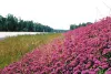 Catchfly was planted along the new Palmer-Wasilla Highway
extension. The city of Wasilla and the Department of Transportation
has been inundated with phone calls from people wondering what th
