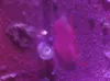 A photograph of microplastics obtained by student Na’vid Khizri at 6 meters under the ocean surface in Smitty’s Cove, Alaska using the RaptIR microscope. Courtesy APU
