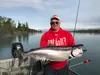 King salmon catching  in the Knik River side-channel below Eklutna Tailrace should pick up this week.  This is currently the only Mat-Su king salmon fishery where both bait and harvest are al