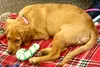 Gabie, a tuckered out young Golden Retriever, was one of two therapy dogs visiting Mat-Su College this week to offer students a little puppy pep during their mid-term exams. Carol Shay, found