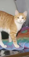A feline friend