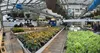 Palmer High FFA students will be selling a variety of vegetables, flowers and hanging baskets, ready to be planted in a garden or proudly displayed on the porch. Courtesy photo