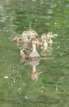 The weather’s just ducky
