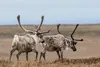Caribou in the Arctic National Wildlife Refuge Photo courtesy U.S. Bureau of Land Management