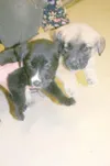 Who can resist puppies?
