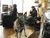 In conjunction with Denali Harley-Davidson of Wasilla, Battle Dawgs of Big Lake honored American vets with a full day of activities at the dealership. The group brought along (D.O.G), a Belgi