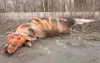 A dead moose spray-painted with an orange ‘AWT’ for Alaska Wildlife Troopers lays along Wasilla-Fishhook Road Monday morning. Robert DeBerry