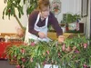 Pat O’Donohue tends to Mrs. Jones, the half-century-old
Christmas cactus she’s giving back to the family that originally
owned it.