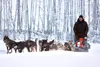 “It’s a therapeutic experience for the whole family and a great activity for mental health. A lot of people come away smiling, interacting with the dogs, who are hardworking but also sweet," 