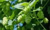 Hops add characteristic bitterness and act as a preservative in beers such as India pale ale.