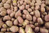 Potatoes sit ready for bagging at the Vanderweele Farm in
Palmer. (ROBERT DeBERRY/Frontiersman)