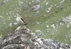 A northern wheatear in the Kokrines Hills of Interior Alaska. Ned Rozell