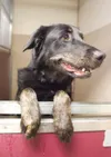 Lady is 3-year-old labradore retriever mix. She was brought to
the shelter after her owner passed away. She has been spayed and is
very friendly and loving. She just wants a warm nice home. H