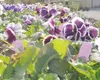 There is still plenty of time to get to greenhouses and buy
flowers if you didn't start your own from seed. Photo by CASEY
RESSLER/Frontiersman.