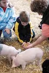 The petting farm is a big hit with the young fair-goers. Kids
and parents get a chance to pet and feed some of the smaller farm
animals on display. Photo by JEN RANSOM/Frontiersman.