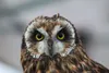The Alaska Wild Bird Rehabilitation center is gearing up for its first fundraiser since the COVID-19 pandemic with a “Brews and Birds Beerfest” on July 22. Courtesy photo