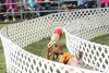 Racing pigs wheel around a turn in the pig racing track at the Kenai Peninsula Racing Pigs event Aug. 31 at the Alaska State Fair. According to the event's operators, any hungry pig can make 