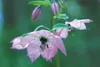 One of the stars of Coyote Garden is this high Himalayan Nomocharis. Brake says the flower is so rare in cultivation that it doesn’t have a common name. HEATHER A. RESZ/2011 Frontiersman file